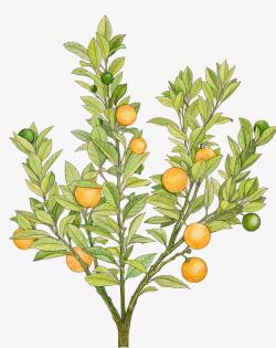甘甜的水果手绘橘树高清图片