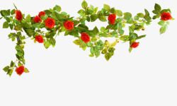 玫瑰藤蔓花朵元素高清图片