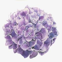 紫色绣球花卉组合绣球花高清图片