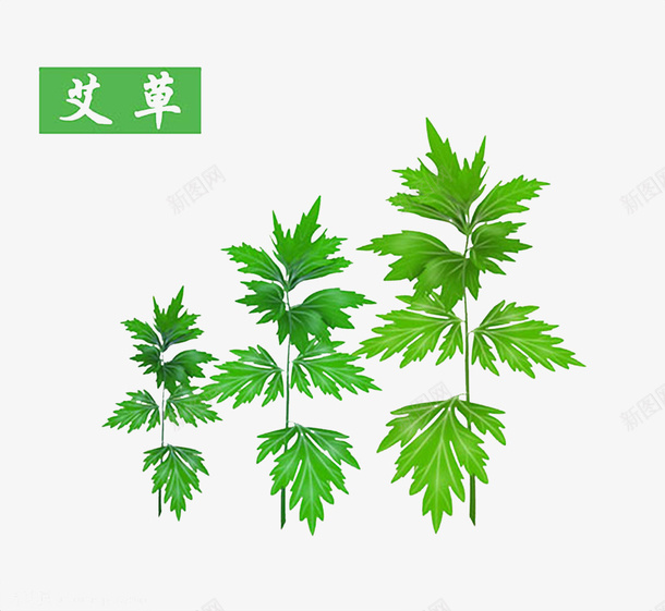 艾草绿色植物psd免抠素材_新图网 https://ixintu.com 彩色手绘 手绘植物 绿色植物 艾叶叶子 艾叶手绘 药材