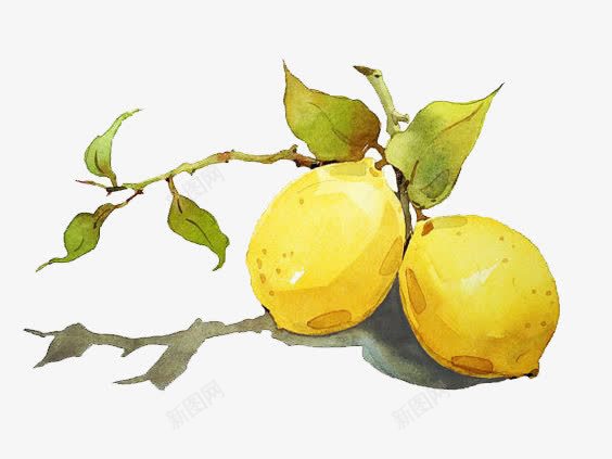 手绘柠檬png免抠素材_新图网 https://ixintu.com 卡通柠檬 水彩 水果 油画