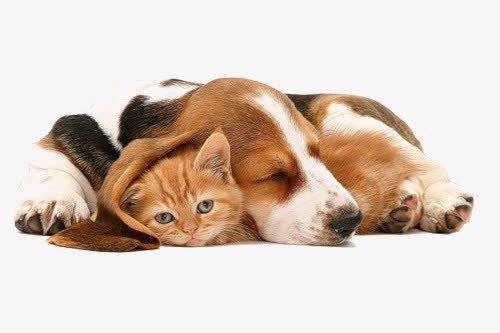 猫和狗狗png免抠素材_新图网 https://ixintu.com 动物 呆萌 实拍 慵懒的猫 撸猫 狗 猫咪 睡觉