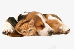 狗睡觉猫和狗狗高清图片