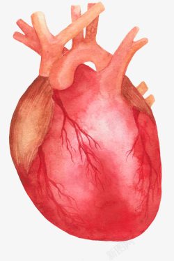 动漫血管手绘图标手绘图标心脏高清图片