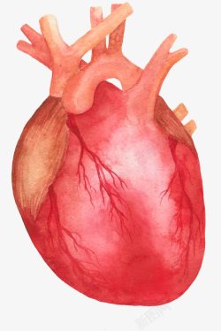 血管图标手绘图标手绘图标心脏高清图片