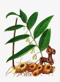 药材png图片手绘黄精植物高清图片