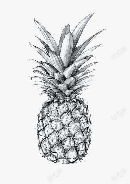 菠萝png免抠素材_新图网 https://ixintu.com 水果 素描 菠萝 黑白 黑白水果