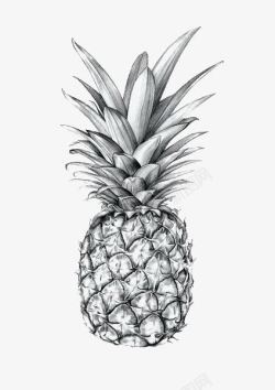黑白菠萝菠萝高清图片
