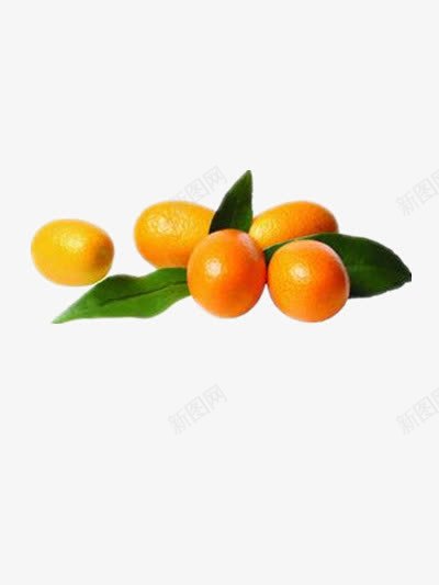 金桔png免抠素材_新图网 https://ixintu.com 吃的 好吃的水果 年桔 柑橘 橘子 橘子树叶 食物