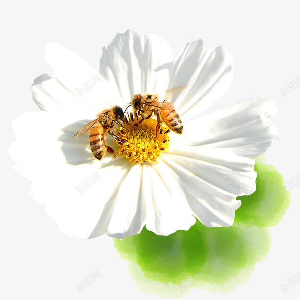 花朵蜜蜂采蜜春日png免抠素材_新图网 https://ixintu.com 春分 花蜜 菊花 蜂类 蜜蜂 采蜜