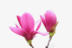 红艳艳四季红玉兰花儿盛开特写含苞待放高清图片