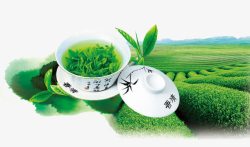 绿茶植物绿色茶杯茶叶高清图片