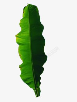 实物椰子热带雨林绿色芭蕉叶高清图片