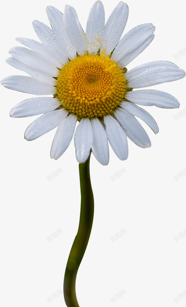 春天白色花朵白色花朵png免抠素材_新图网 https://ixintu.com 春天 白色 白色花朵 花朵