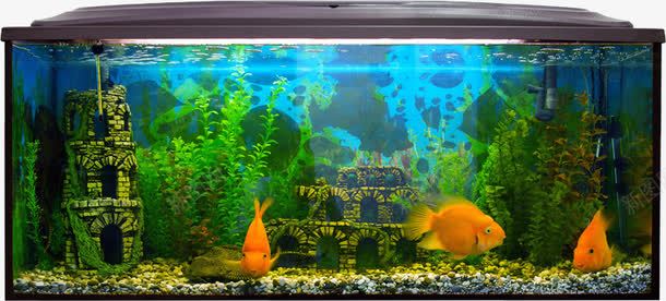 大鱼缸png免抠素材_新图网 https://ixintu.com 养鱼 水缸 水草 透明玻璃 金鱼 鱼缸