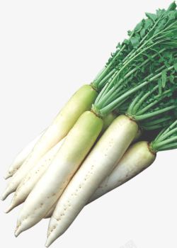 无公害绿色蔬菜白萝卜高清图片