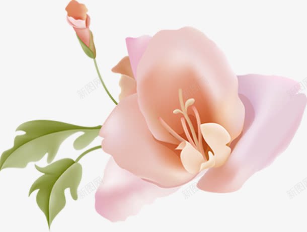 粉色花卉名片模板png免抠素材_新图网 https://ixintu.com 名片 模板 粉色 花卉