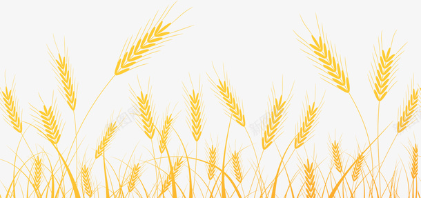 手绘麦田里的小麦png免抠素材_新图网 https://ixintu.com 庄稼 秸秆 粮食 褐色的麦穗 食物 麦穗 麦粒 黄色小麦