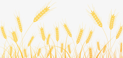 黄色黄精手绘麦田里的小麦高清图片