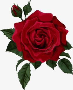 大红花带刺的玫瑰高清图片
