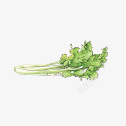绿色灰色芹菜手绘芹菜芹菜叶高清图片