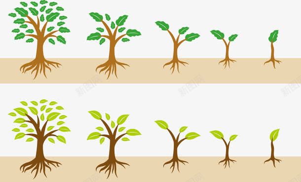 一棵树的生长过程png免抠素材_新图网 https://ixintu.com 发芽 幼苗 生物课 生长过程