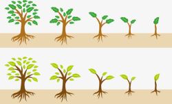 生物课一棵树的生长过程高清图片