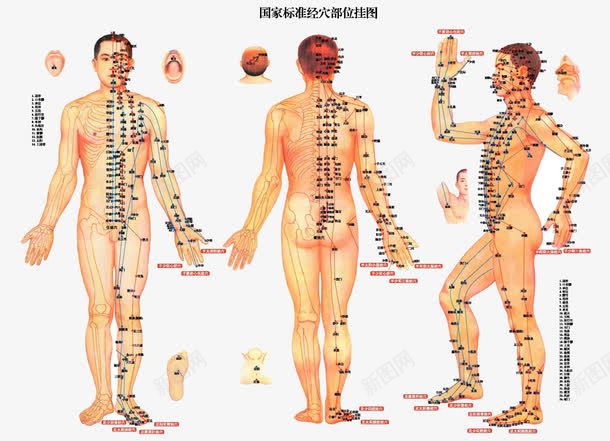 穴位挂图png免抠素材_新图网 https://ixintu.com 国家 大挂图 明点 穴位的 经