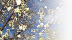 春天樱花摄影背景元素之十一素材