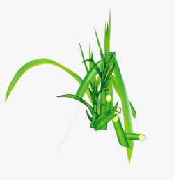 植物甘蔗的茎经甘蔗绿叶高清图片