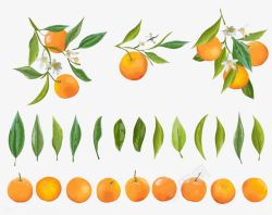 柑橘果实柑橘果实和叶子的绘画图案高清图片