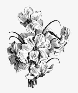 黑白花丛手绘黑白线条花卉图标高清图片
