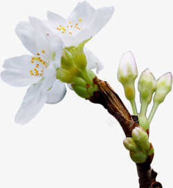 春天绿色一枝花白色花朵素材