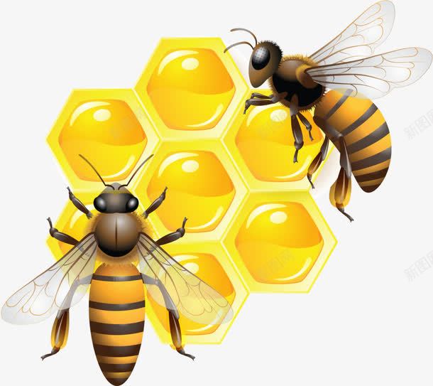 蜜蜂png免抠素材_新图网 https://ixintu.com 蜂蜜 蜜蜂采蜜 黄色