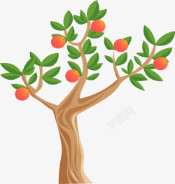观赏橘子树春天结果子的果树矢量图高清图片
