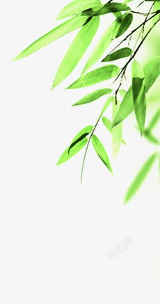 端午节粽子芦苇叶绿色叶子素材