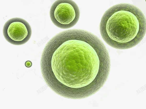 显微镜下的细胞真菌生物结构png免抠素材_新图网 https://ixintu.com 医疗 显微镜 生物 生物学 生物研究 真菌 细胞 细菌 高清大图