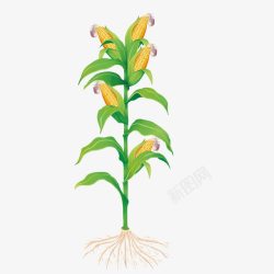 植物根系剖面种植玉米高清图片