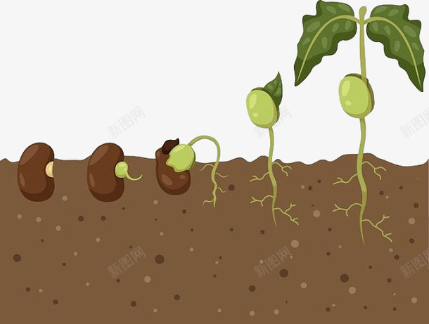 小种子的生根发芽png免抠素材_新图网 https://ixintu.com 免抠 农作物种子 发育 成长 植物 生长发育 生长过程 豆子发芽