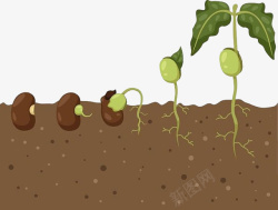 卡通种子发芽过程小种子的生根发芽高清图片