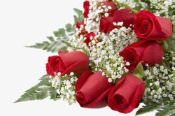 红玫瑰图案花草树木玫瑰元素浪漫高清图片