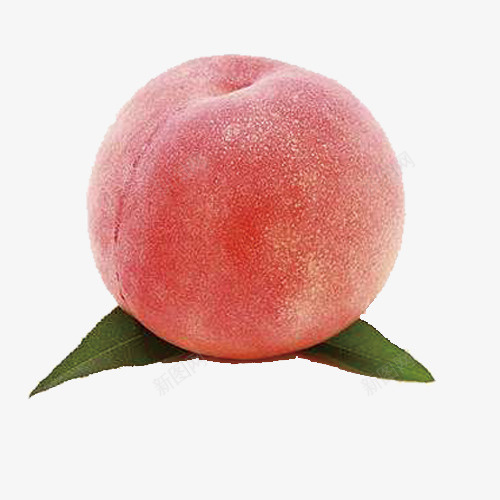 水蜜桃简图png免抠素材_新图网 https://ixintu.com 叶子 好吃的 桃子 水果 水蜜桃 白桃 粉色的 美味的