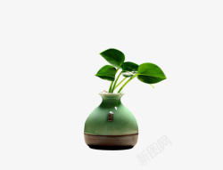 小型盆栽小型的绿色盆栽高清图片
