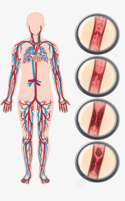 促进人体血液循环人体血液循环系统矢量图高清图片