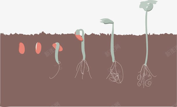 一颗红豆的生长过程png免抠素材_新图网 https://ixintu.com 生命历程 生物科学 生长周期 矢量素材 种子发芽