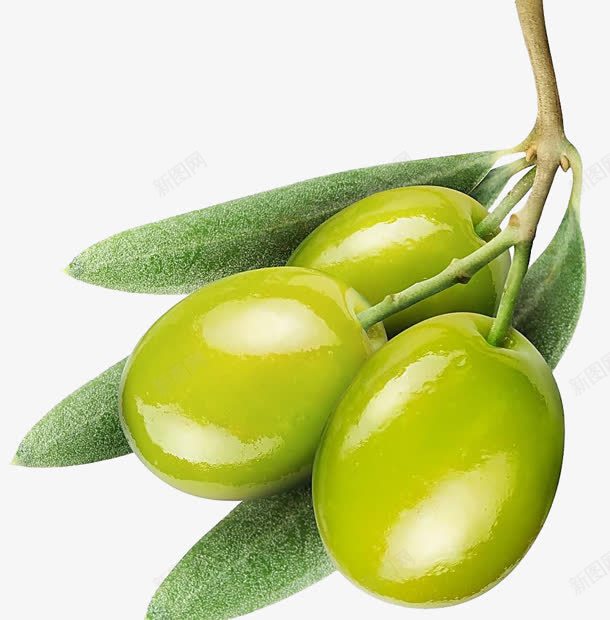 绿色橄榄橄榄油png免抠素材_新图网 https://ixintu.com 橄榄 橄榄油 素材 绿色