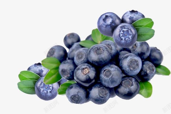 实物新鲜采摘蓝莓png免抠素材_新图网 https://ixintu.com 叶片 实物 新鲜 果实 水果 美食 蓝莓 黑加仑