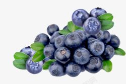 新鲜叶片实物新鲜采摘蓝莓高清图片