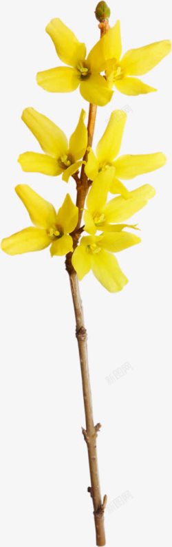 几朵黄色的迎春花素材