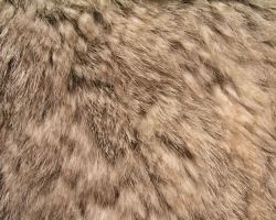 毛发纹理动物皮革摄影高清图片